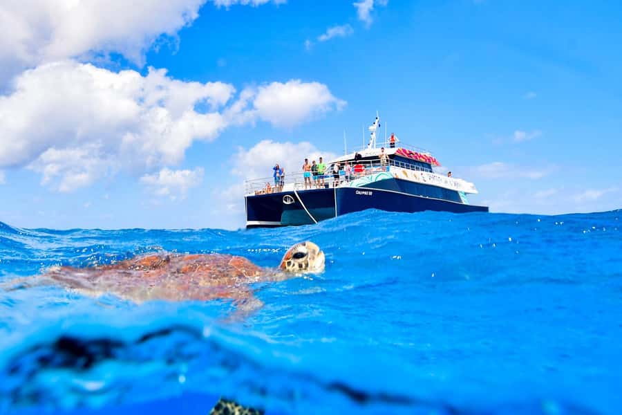 Cairns: Great Barrier Reef Premium Diving Full Day Tour - Scuba Upgrade Option: Introductory vs Certified Sessions