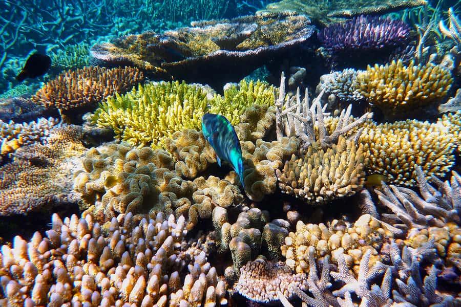 Cairns: Outer and Coral Cay Snorkel and Dive Cruise - Why the Outer Reef Stops Feel Like a Proper Reef Day