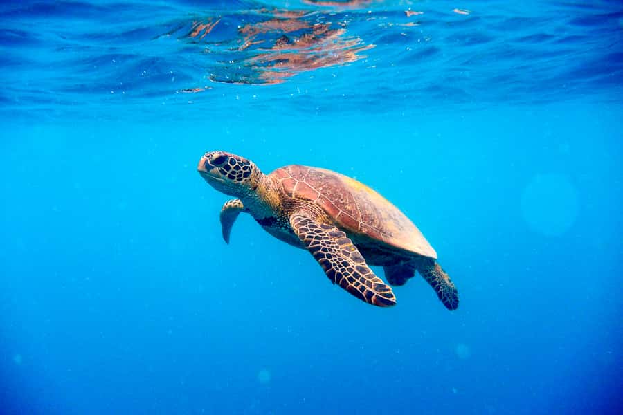 Cairns: Outer and Coral Cay Snorkel and Dive Cruise - Scuba Sessions Without the Stress: How They Keep First-Timers Calm