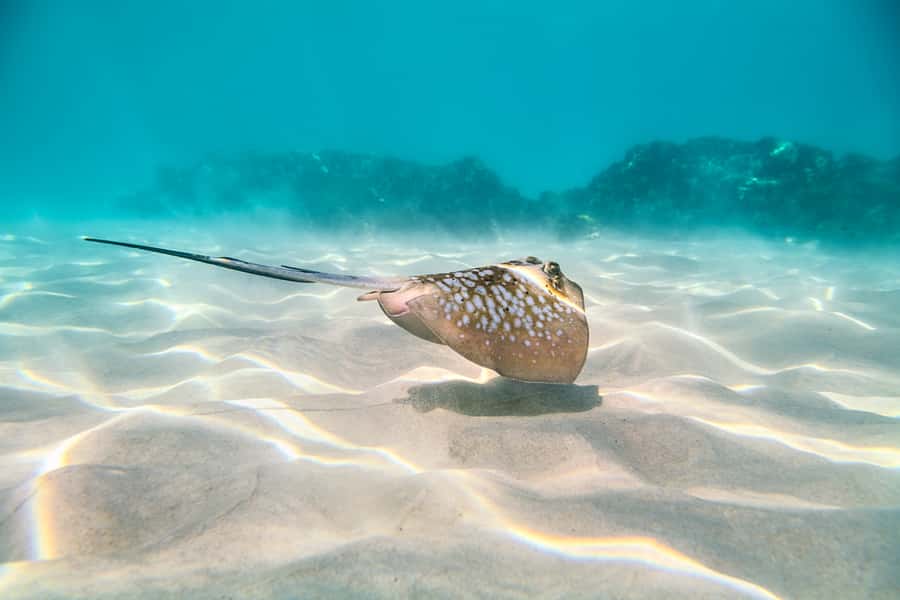 Cairns: Outer and Coral Cay Snorkel and Dive Cruise - Food That Makes Sense for a Long Reef Day