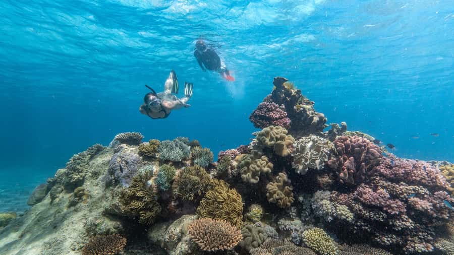 Cairns: Premium Snorkelling and Diving Reef Day Trip - Two Exclusive Outer-Reef Stops on Norman, Saxon, and Hastings