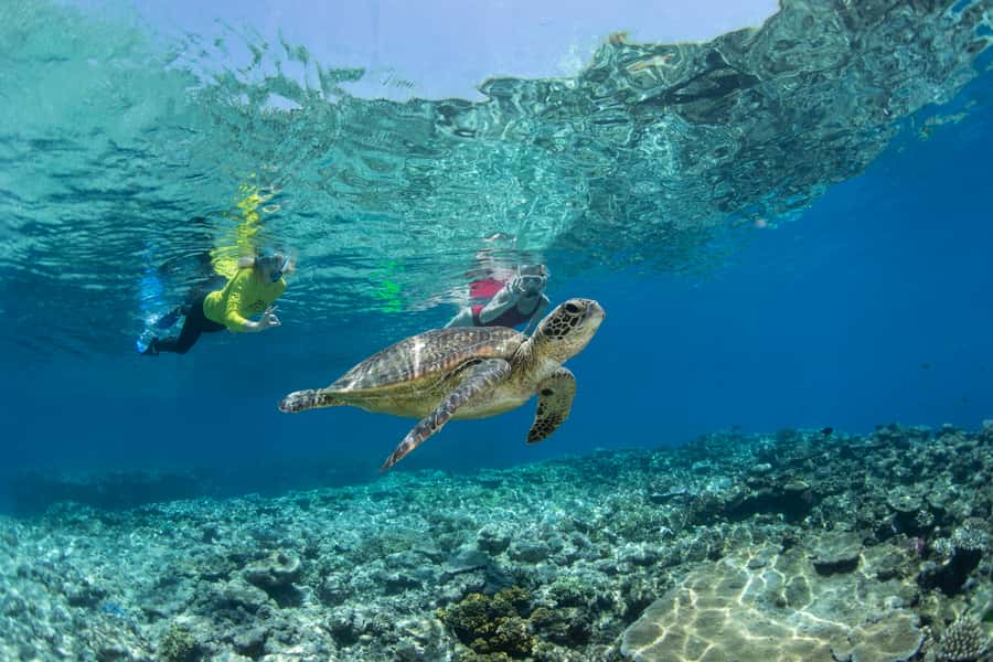 Cairns: Silverswift 3 Great Barrier Reef Sites in 1 Day - Quick takeaways before you go