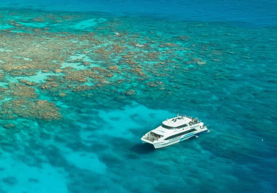Cairns: Silverswift 3 Great Barrier Reef Sites in 1 Day - The long stop: guided snorkeling plus the best chance for bigger moments