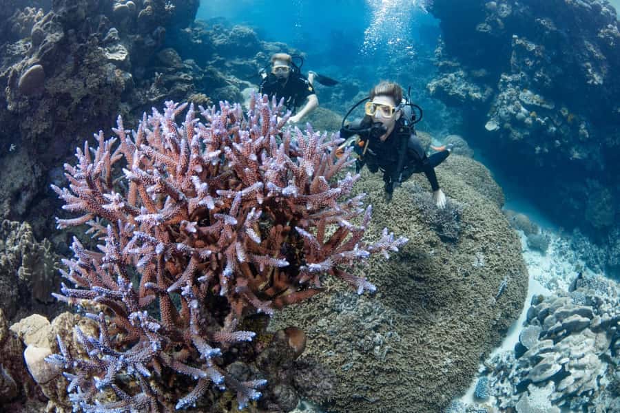 Cairns: Silverswift 3 Great Barrier Reef Sites in 1 Day - Which reef sites you’ll visit: Flynn, Pellowe, Milln, and/or Thetford