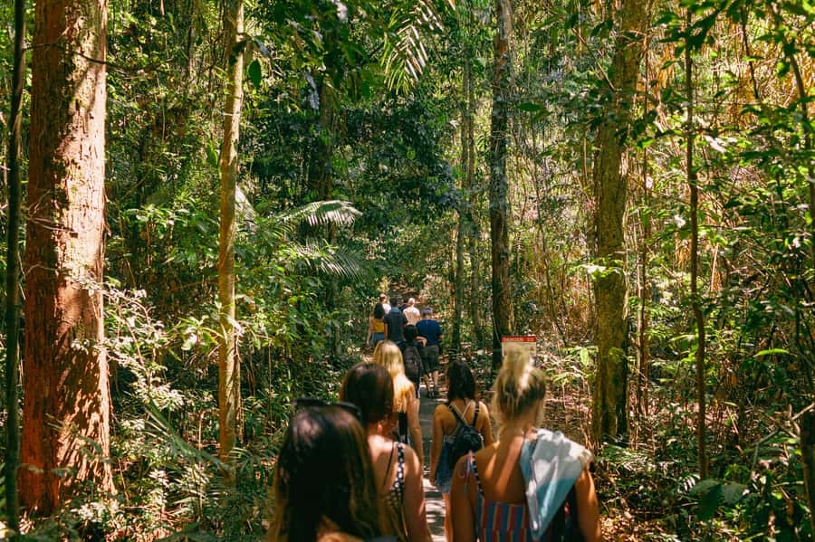 Cairns: Waterfall Tour with Lunch - Food and breaks: tea, lunch in Malanda, and keeping energy steady