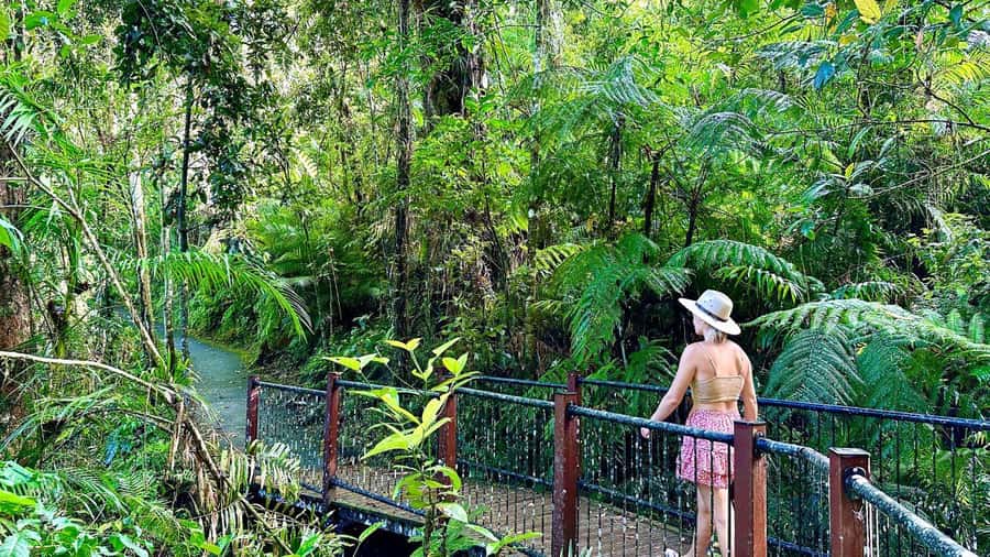 Cairns: Waterfall Tour with Lunch - Cathedral Fig Tree and cultural presentation: the morning that gives context