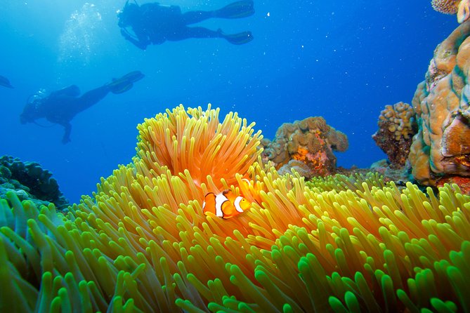Calypso Outer Great Barrier Reef Cruise from Port Douglas - Intro scuba for first-timers: what you can expect