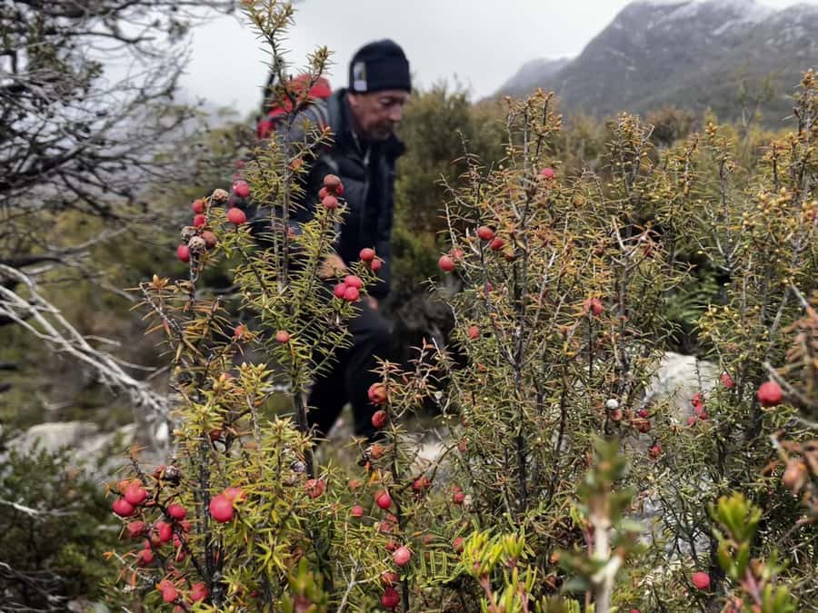 Cradle Mountain: Day Trip from Launceston with Lunch - Wildlife spotting: realistic expectations, great moments