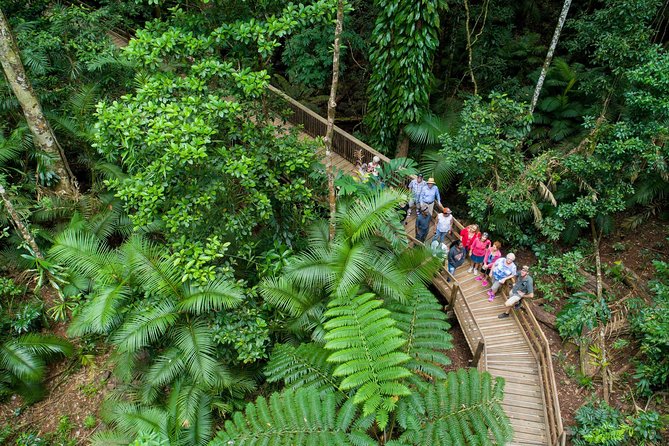 Daintree Rainforest and Cape Tribulation Full Day Tour - Key things that make this tour worth your time