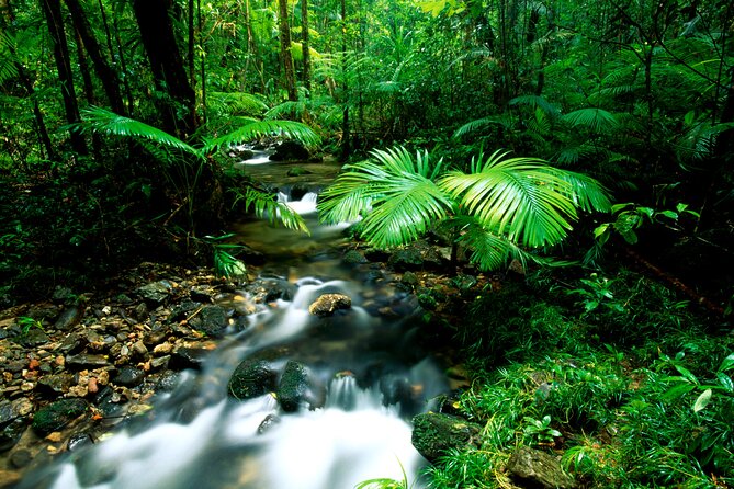 Daintree Rainforest, Mossman Gorge Small-Group from Port Douglas - Mossman Gorge Cultural Centre walk: where the rainforest grabs you first