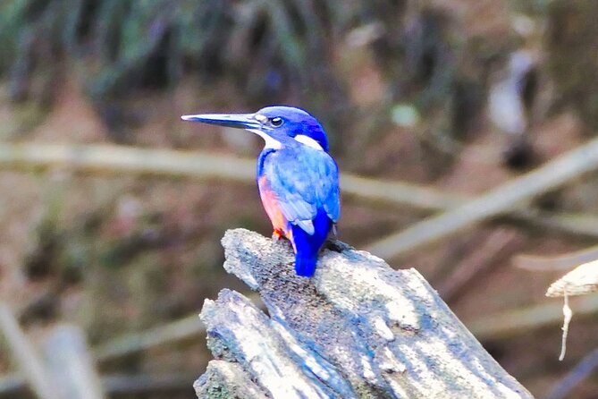 Daintree River Cruise - Key Highlights to Know Before You Go