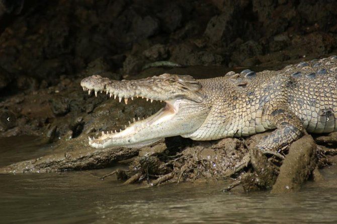Daintree River Cruise - Weather, Timing, and How to Set Expectations