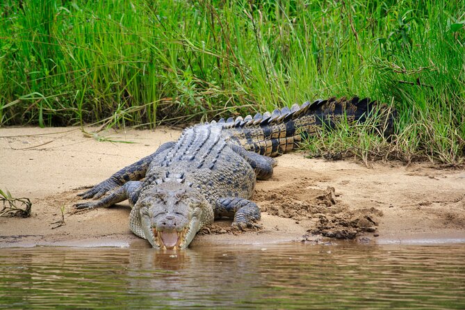 Daintree River Cruise - Who This Cruise Is Best For (and Who Might Want a Different Plan)