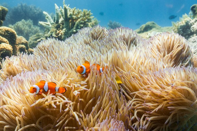 Fitzroy Island Day Tour from Cairns - Key highlights worth knowing before you go