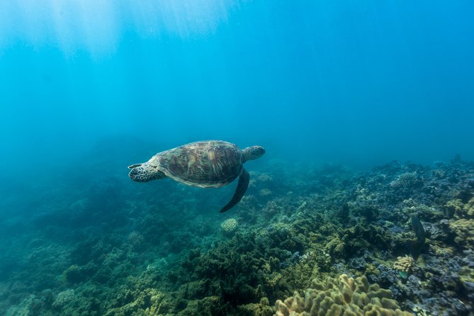 Fitzroy Island Day Tour from Cairns - Snorkeling that’s actually beginner-friendly (if you prep for it)