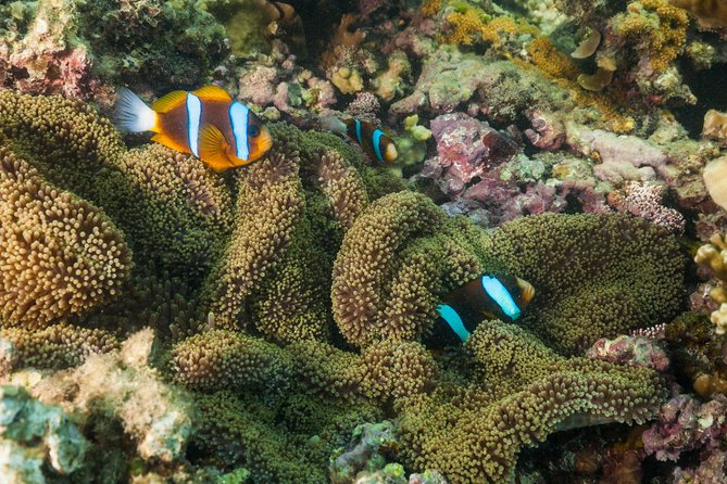Fitzroy Island Day Tour from Cairns - What the island is like: beaches, trails, and that reef-adjacent feel