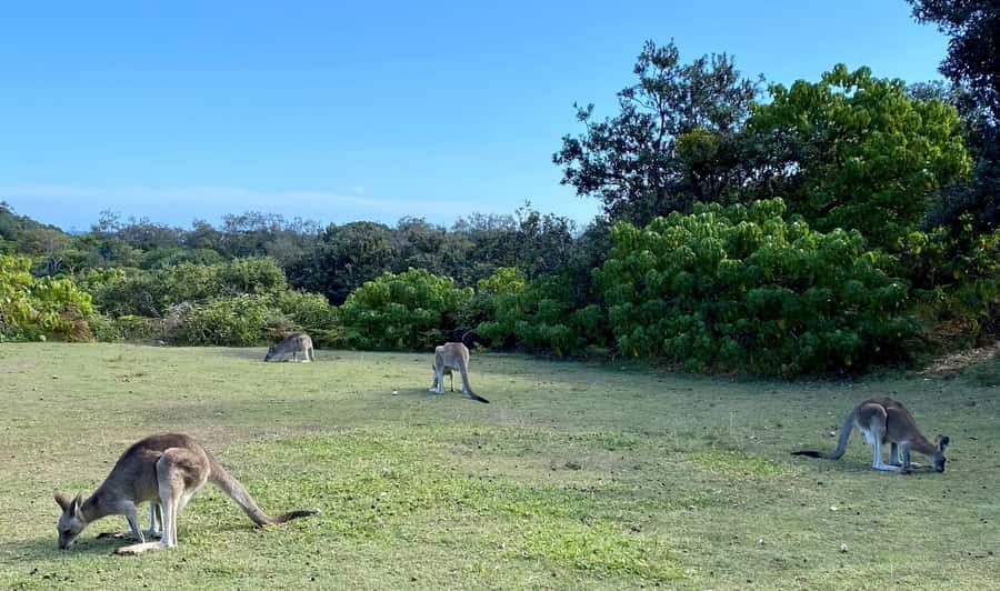 From Brisbane: North Stradbroke Island Wildlife Adventure - Brown Lake and Myora Springs: freshwater calm before the coast