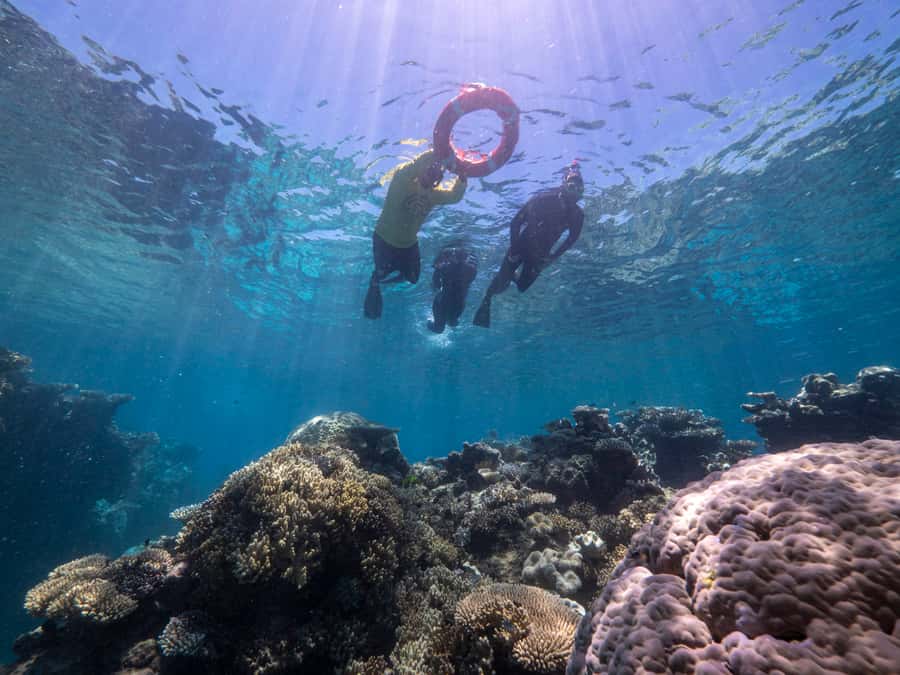 From Cairns: Great Barrier Reef Cruise by Premium Catamaran - Snorkeling help that builds confidence fast