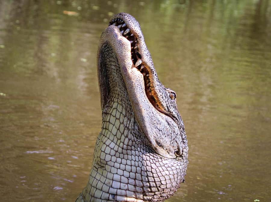 From Darwin: Litchfield Park Tour & Jumping Crocodile Cruise - Key highlights worth planning around
