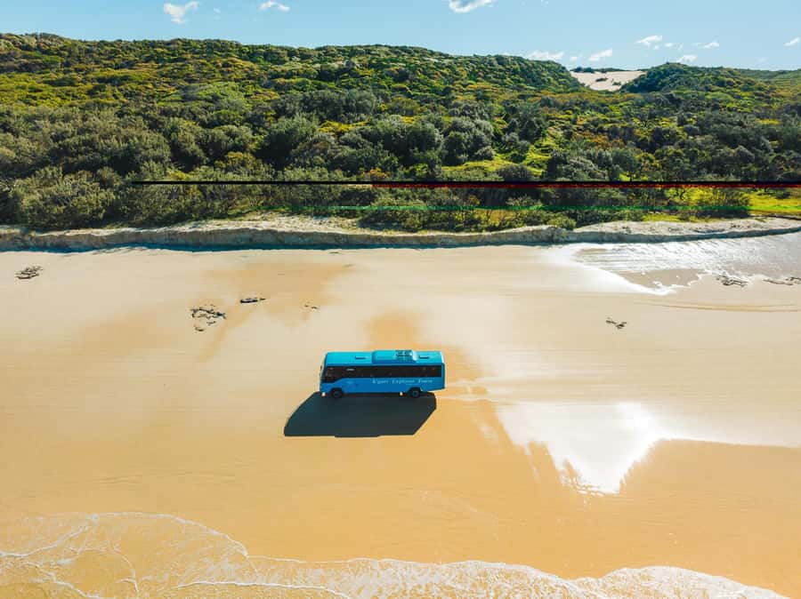 From Hervey Bay: K'gari, Fraser Island Full-Day Coach Tour - Wildlife moments: dingoes, marine life, and what to keep in mind