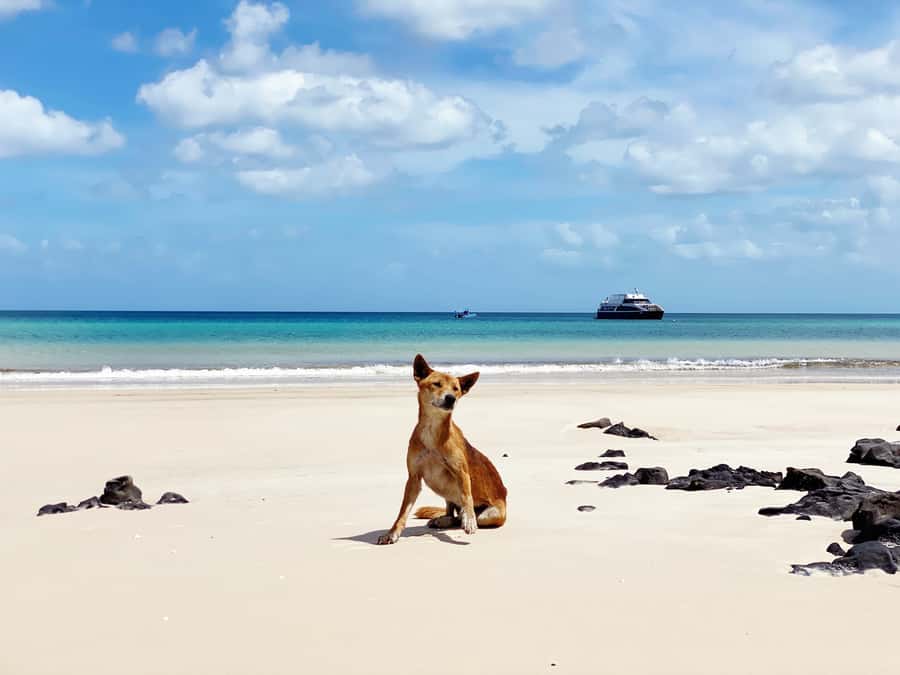From Hervey Bay: Remote K'gari Tour by Boat with Lunch - Kayaking in Awinya or Bowarrady Creek: calm water time that still feels wild