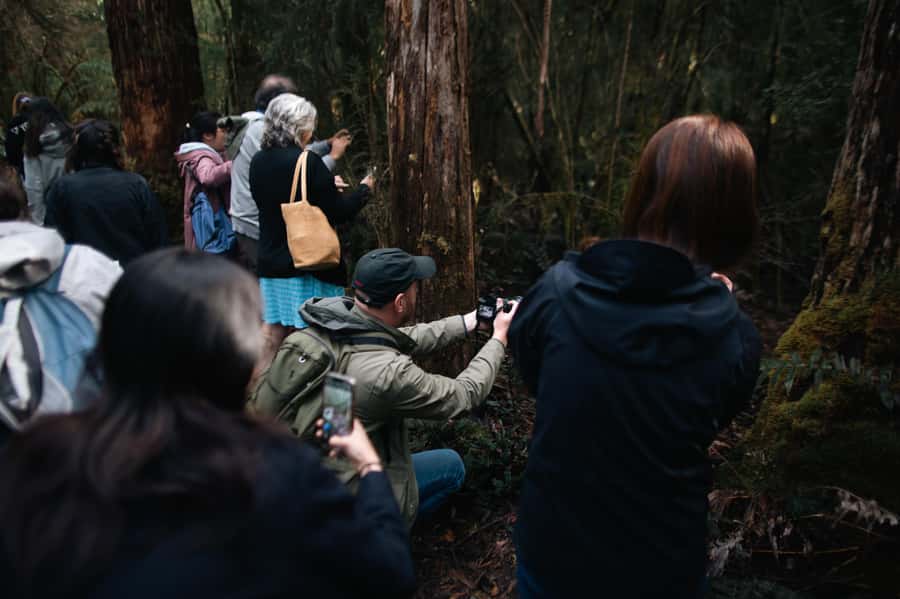 From Hobart: Full-Day Bruny Island Tour with Guide - The Neck viewpoints: where the rare albino wallaby hunt starts to feel real