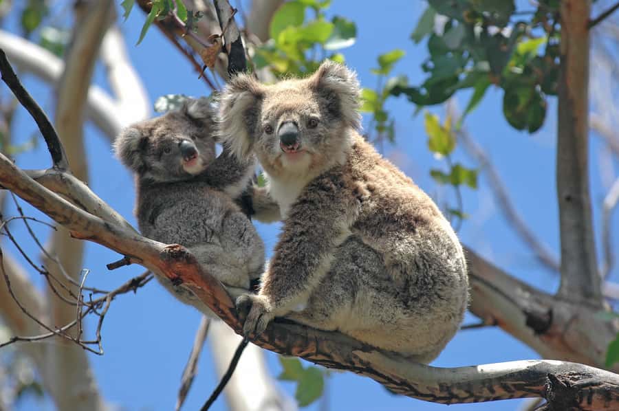 From Melbourne: Great Ocean Road, 12 Apostles, Wildlife Tour - From Melbourne: How the Day Actually Plays Out