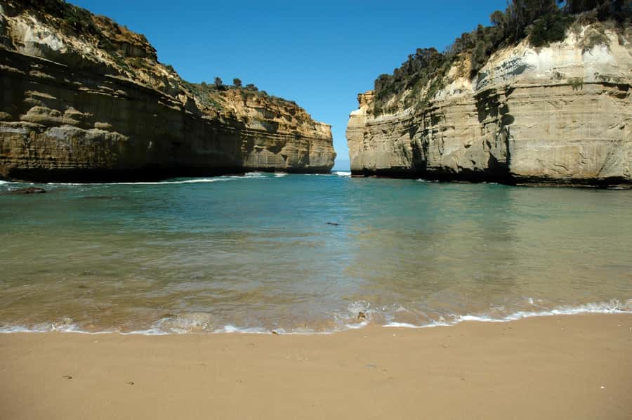 From Melbourne: Great Ocean Road, 12 Apostles, Wildlife Tour - Forest Walk for Tall Trees: A Break From Coastline Photos
