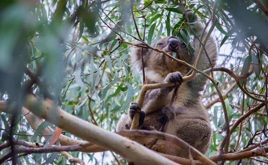 From Melbourne: Great Ocean Road Full-Day Guided Trip - Key highlights worth getting excited about