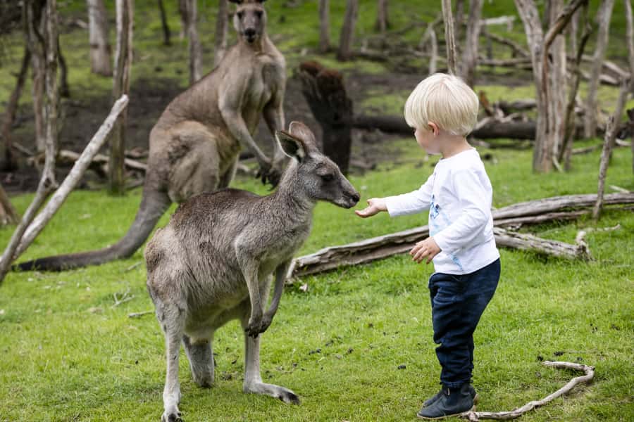 From Melbourne: Penguin Parade, Koalas & Kangaroos - Phillip Island Penguin Parade: How To Get the Best Viewing