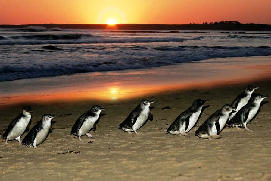 From Melbourne: Penguin Parade, Koalas & Kangaroos - Pickup, The Bus Ride, And How To Stay Comfortable