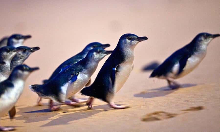 From Melbourne: Phillip Island Penguin Parade Eco Tour - Key points to know before you go