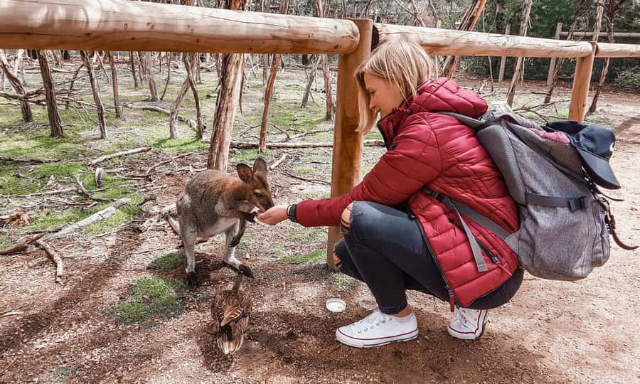 From Melbourne: Phillip Island Penguin Parade Eco Tour - A full-day penguin safari with smart timing from Melbourne