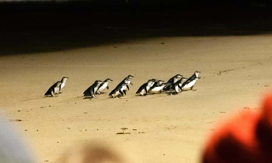 From Melbourne: Phillip Island Penguin Parade Eco Tour - Moonlit Sanctuary: where the wildlife day starts calm and close