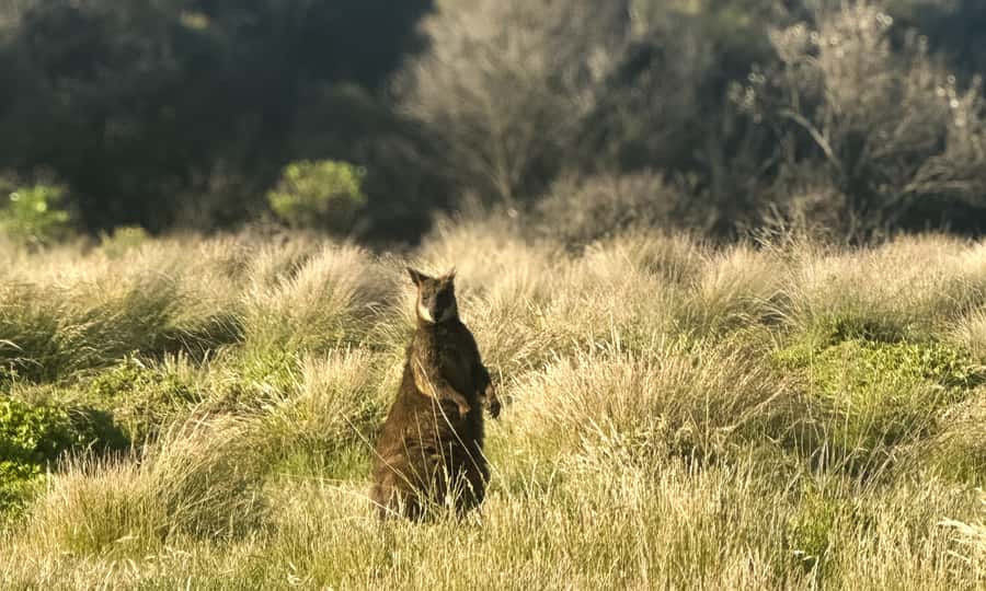 From Melbourne: Phillip Island Penguin Parade Eco Tour - The Nobbies (and Cape Woolamai in summer): coastal views plus wildlife chances