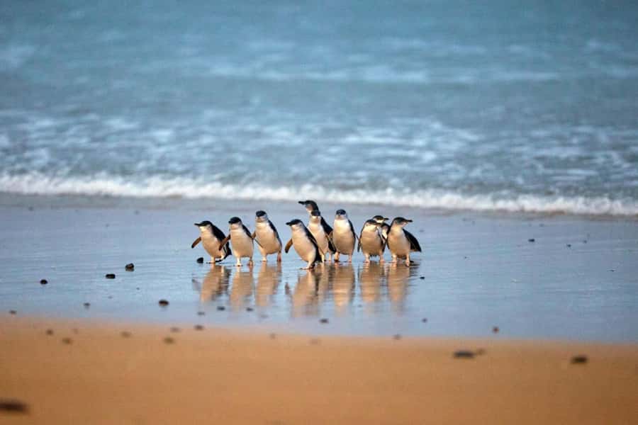 From Melbourne: Phillip Island Penguin Parade & Koalas Tour - The Nobbies & Seal Rocks: cliffs, burrows, and sea-breath drama