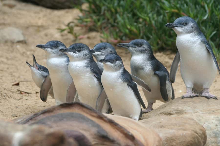 From Melbourne: Phillip Island Penguin Parade & Koalas Tour - Tour logistics that affect your comfort (and your photos)