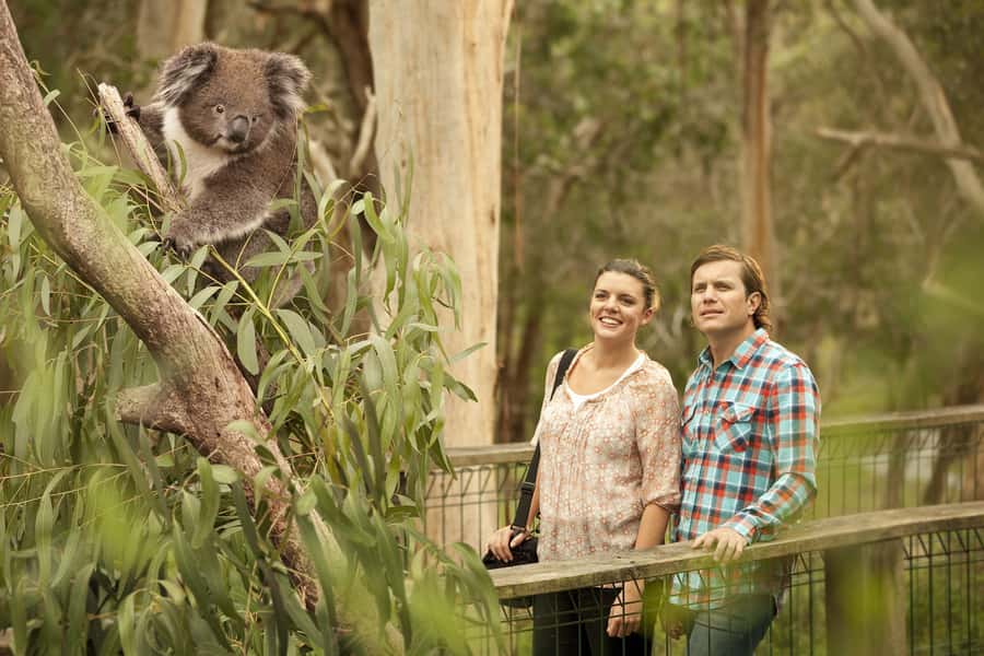 From Melbourne: Phillip Island Penguin Parade & Koalas Tour - Value for $123: what you’re really paying for