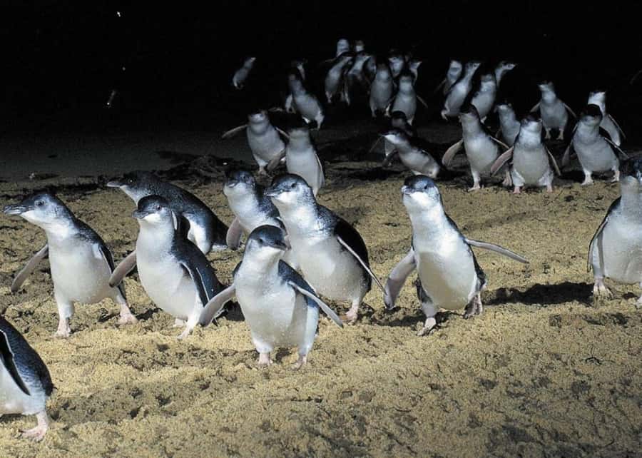 From Melbourne: Puffing Billy and Penguin Parade Combo Tour - Nobbies Lookout, Blowhole Walks, and Seal Rock Views
