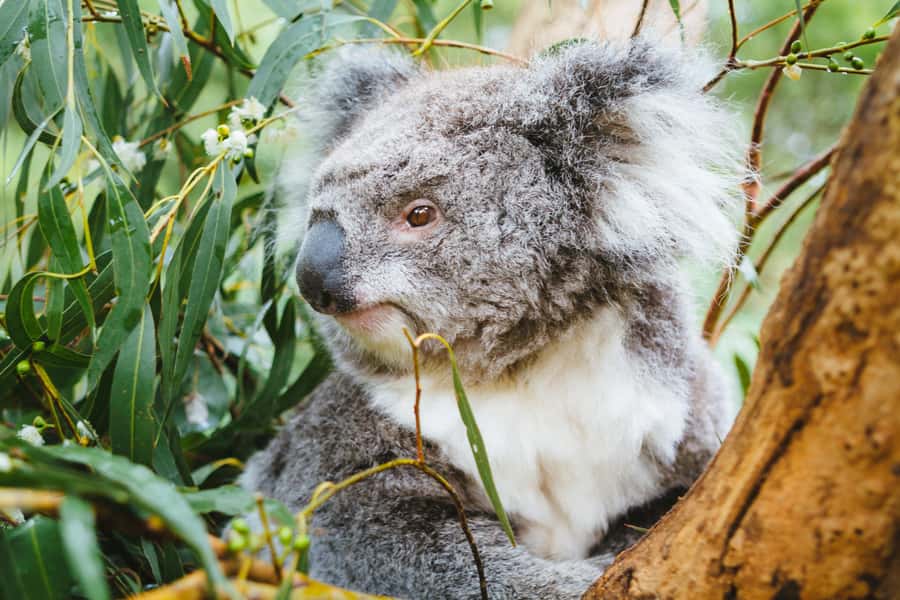 From Melbourne: Puffing Billy Steam Train & Wildlife Tour - Healesville Wildlife Sanctuary: koalas, kangaroos, and birds of prey