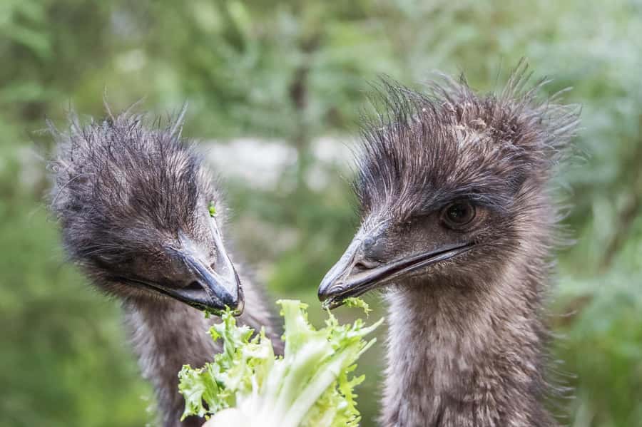 From Melbourne: Puffing Billy Steam Train & Wildlife Tour - Price of $140: does it feel worth it?