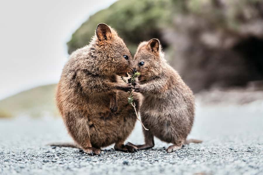 From Perth or Fremantle: Rottnest Island Ferry and Bus Tour - Ferry options: Perth Swan River cruise vs Fremantle crossing