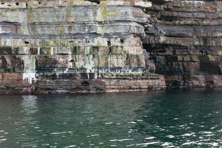 From Port Arthur: Tasman Island Wilderness Cruise - Who this cruise is best for (and who should reconsider)