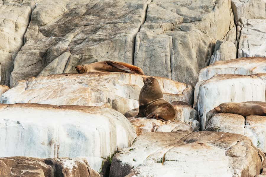 From Port Arthur: Tasman Island Wilderness Cruise - The 3-hour route: cliffs, caves, blowholes, and waterfalls