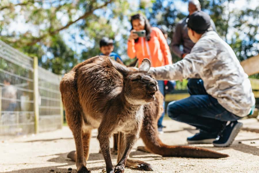 From Sydney: Blue Mountains Full-Day Trip - Should You Book This Blue Mountains Day Trip?