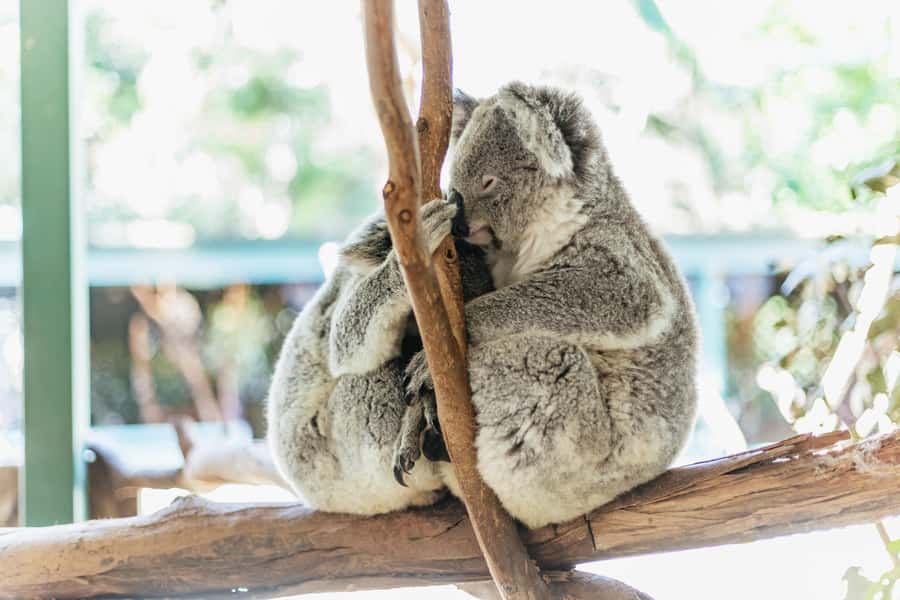 From Sydney: Blue Mountains Full-Day Trip - Featherdale Wildlife Park: Kangaroos, Koalas, and Bird Time