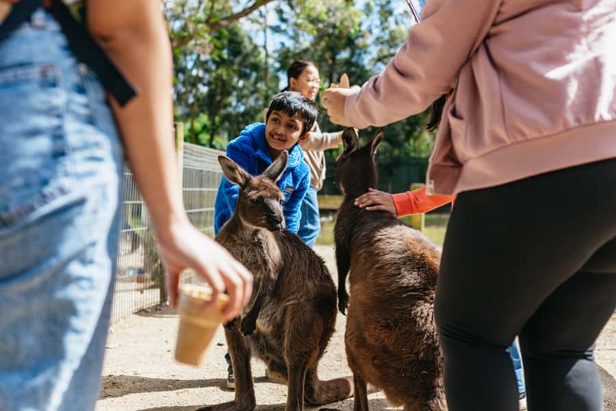 From Sydney: Blue Mountains Full-Day Trip - Guide Energy and What It Looks Like in Real Life