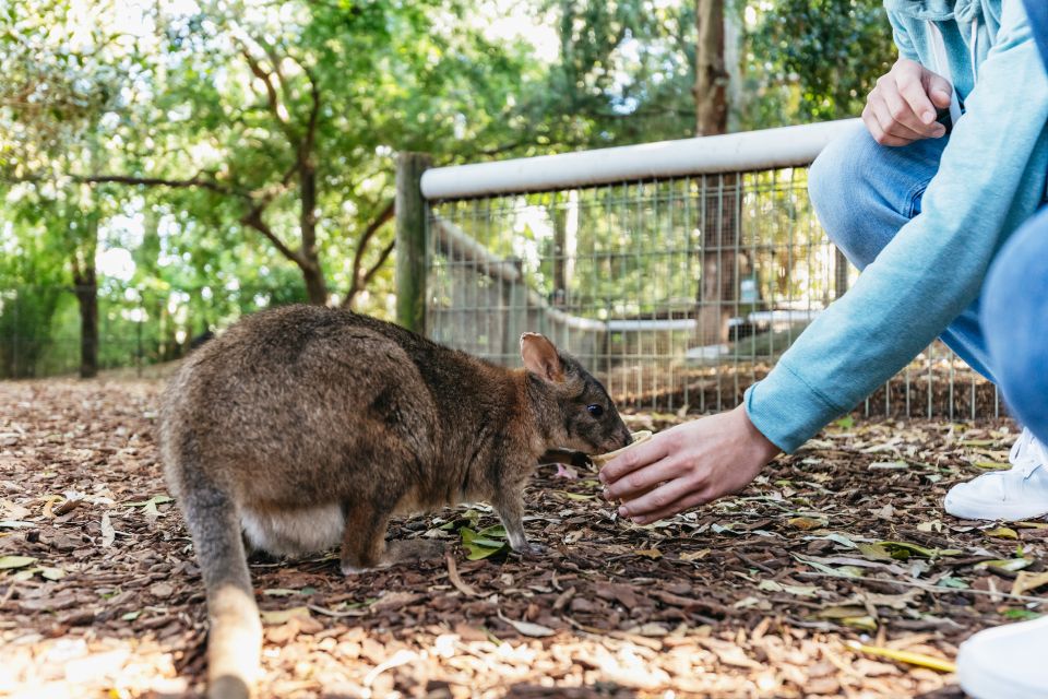 From Sydney: Blue Mountains Full-Day Trip - Who Should Book This Blue Mountains Day Trip?