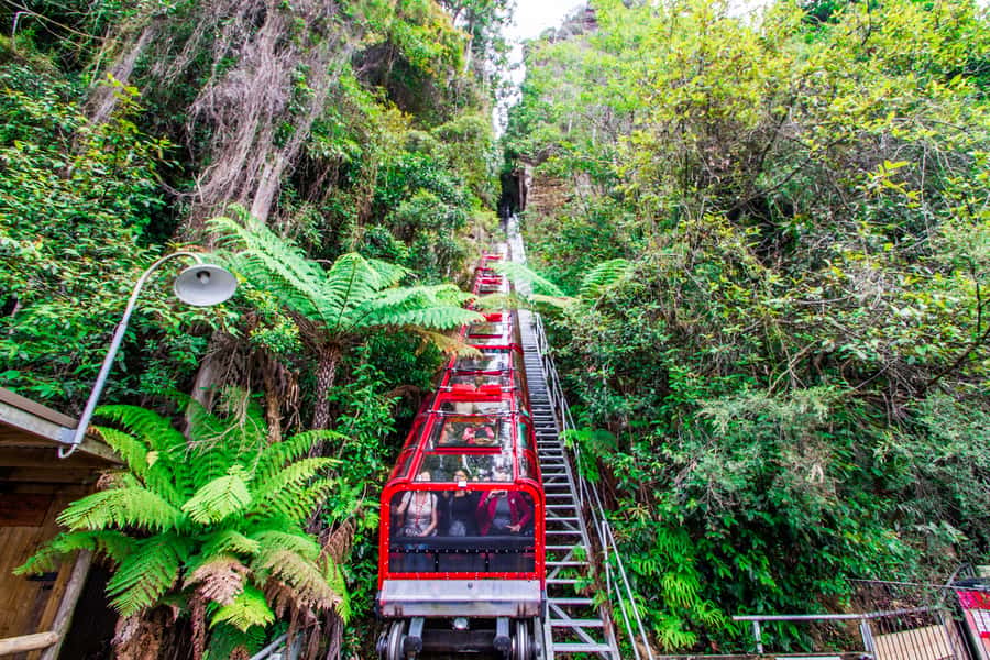 From Sydney: Blue Mountains, Scenic World, Zoo, & Ferry Ride - Key things that make this day trip work