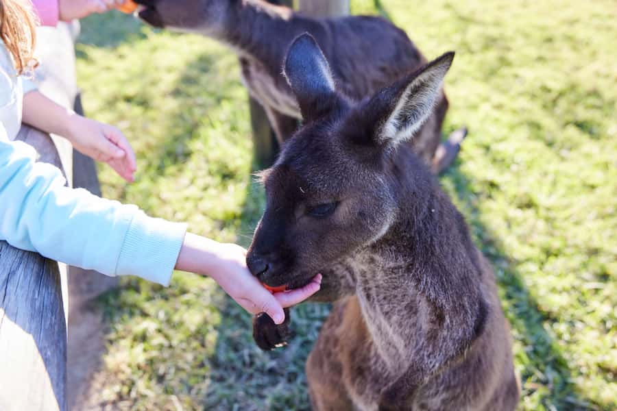 From Sydney: Blue Mountains, Scenic World, Zoo, & Ferry Ride - A Blue Mountains Village Stop: Lunch on Your Terms